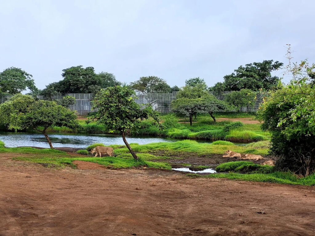 Gir-Wildlife-Sanctuary