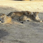 devaliya-gir-national-park