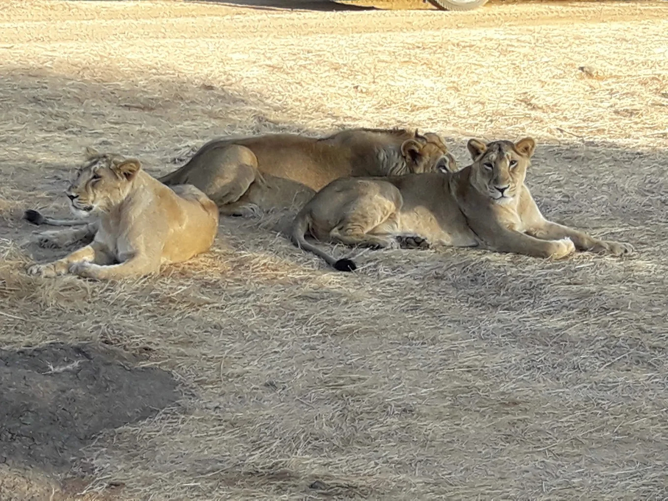 devaliya-gir-national-park