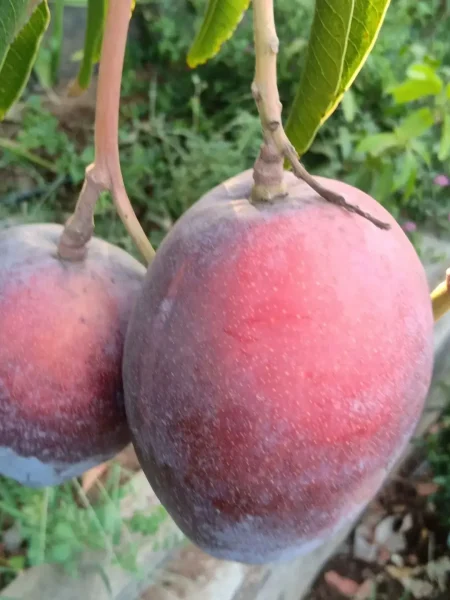 mango-pic2 mango-pic2