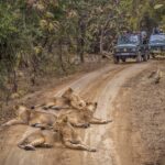 Gir National Park