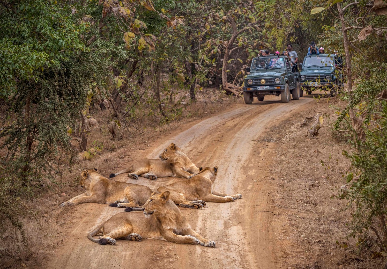 devalia safari park vs gir jungle trail